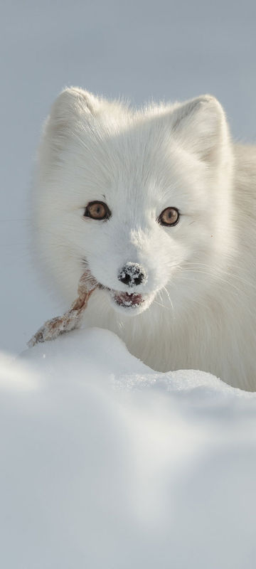 canada maintoba churchill arctic fox adstk