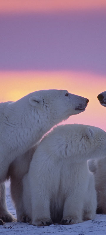 canada manitoba churchill polar bears sunset istk