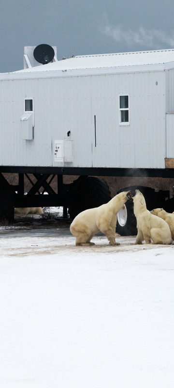 canada manitoba churchill tundra lodge nathab