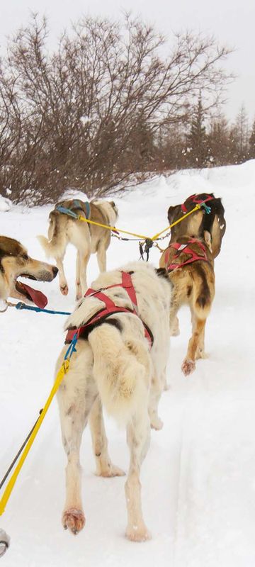canada manitoba dog sledding istk
