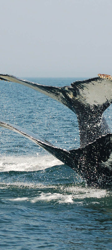 canada new brunswick twin humback whale tails tb