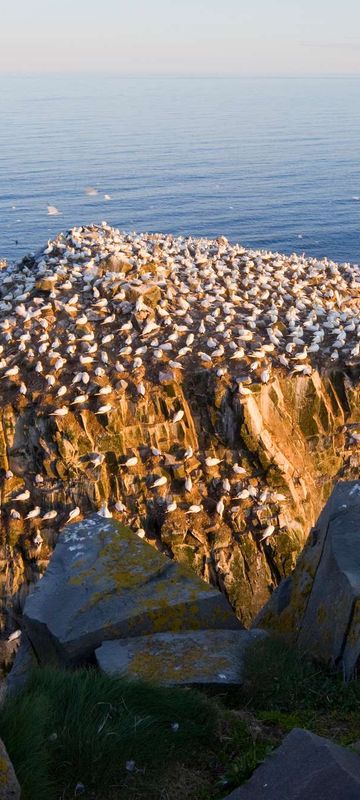 Cape St Mary gannet colony