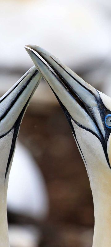 Northern gannets