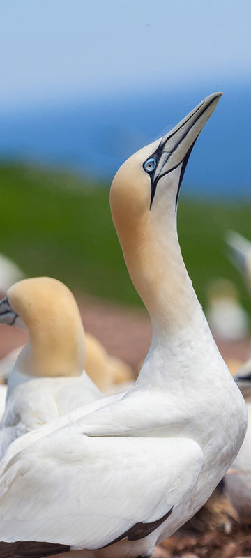 canada northern gannet colony bonaventure island quebec astk