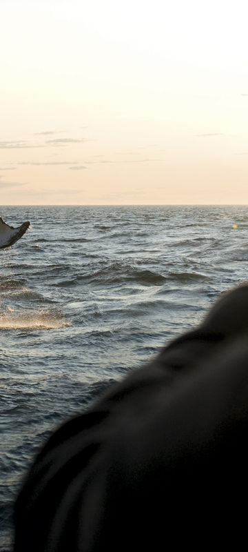 Whale watching from Brier Island