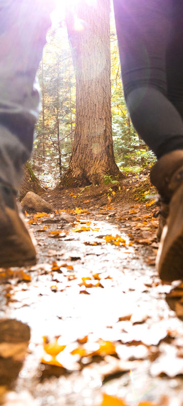 Forest hike