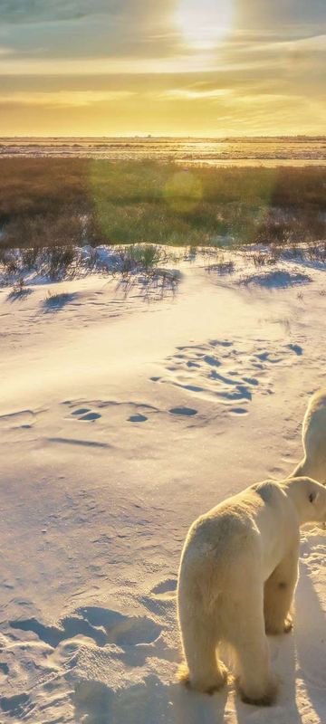 canada polar bears on tundra at sunset churchill istk