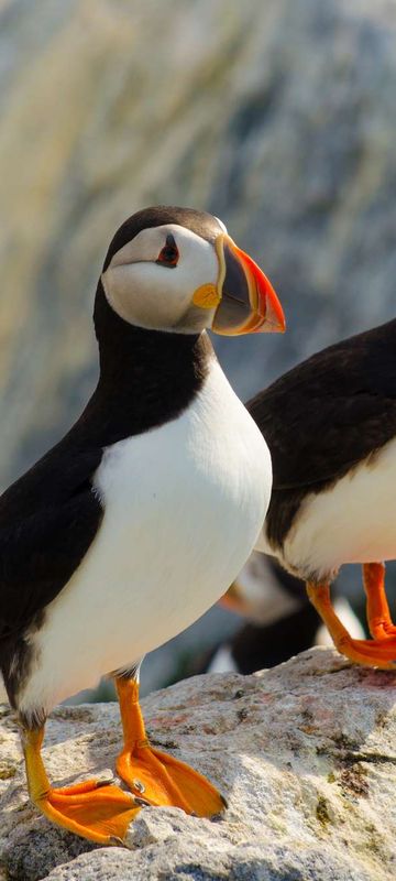 Atlantic puffins