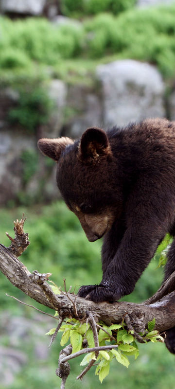 canada young brown bear istk