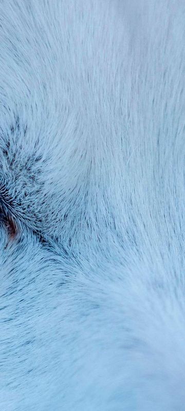 close up of blue eyed husky sled dog istk