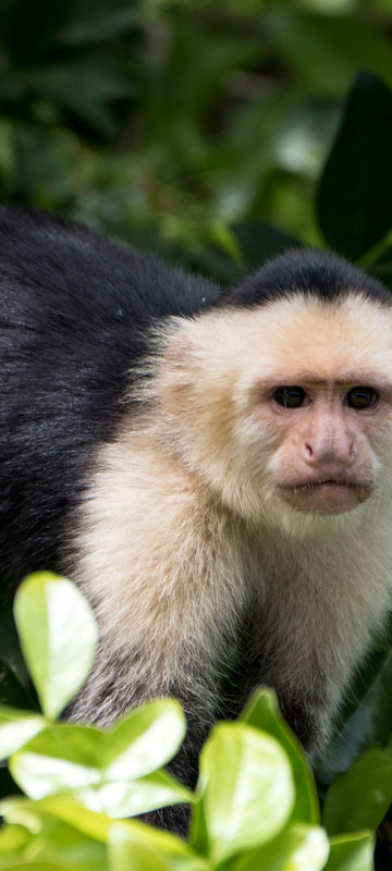 costa rica white faced capuchin monkey istk