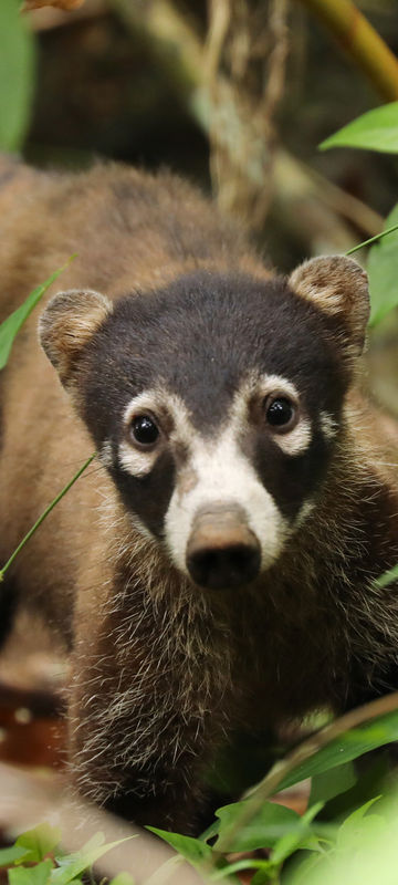 costa rica white nosed coati face istk