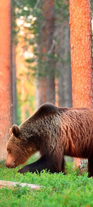 east finland brown bear in forest istk