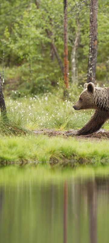 east finland brown bear istock