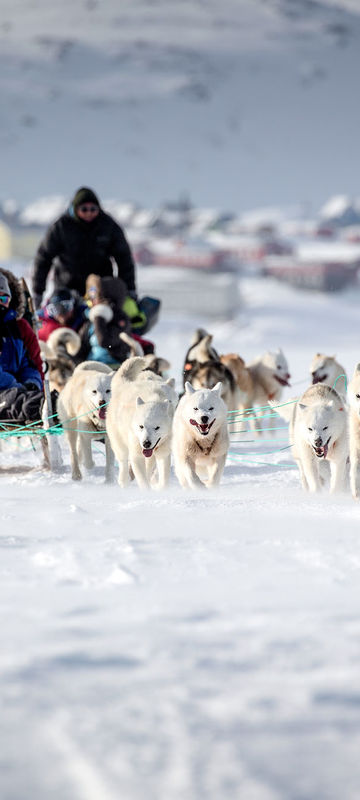 east greenland dog sledding on sea ice tasiilaq vgrnlnd