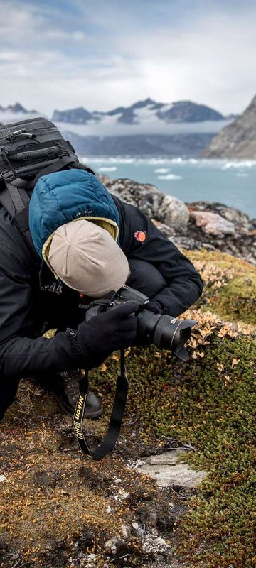 east greenland photographing wildflowers hiking trail vg