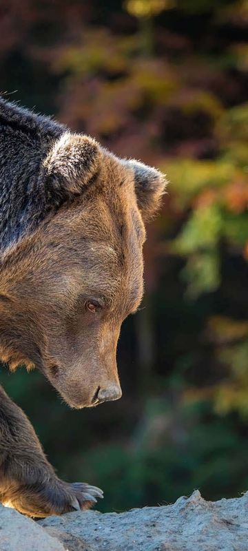 eastern finland brown bear detail autumn istk