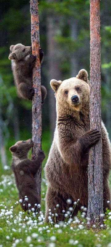 eastern finland brown bear family istk