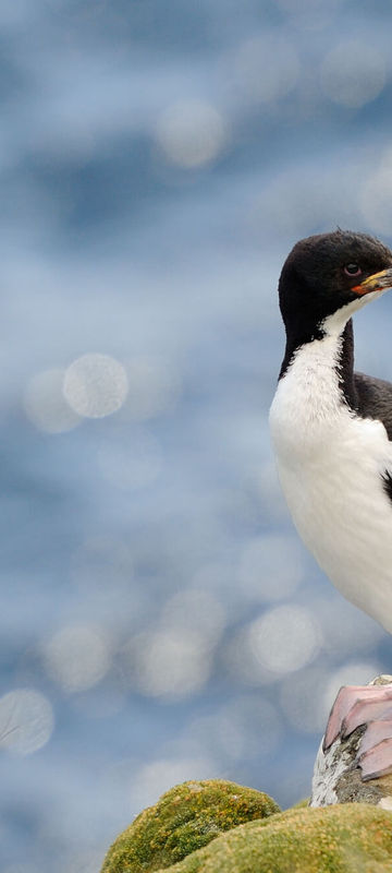 enderby island auckland shag istk