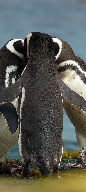 falkland islands magellanic penguins in huddle istk