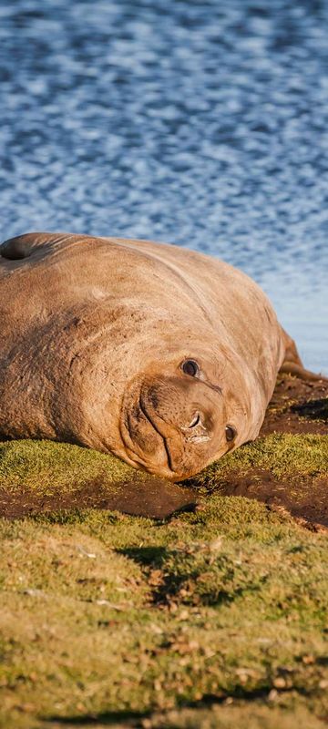 falklands elephant seal on sea lion island astk