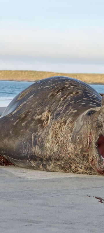 falklands male elephant seal on beach sealion island istk