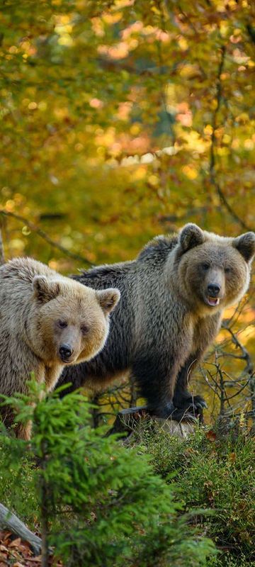 finland brown bears in forest autumn sunshine istk