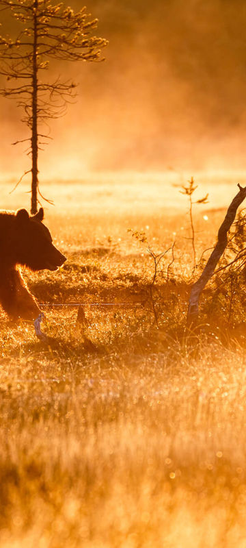 finland kuhmo misty morning brown bear istk