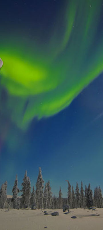 finland lapland muotka northern lights over fir trees2