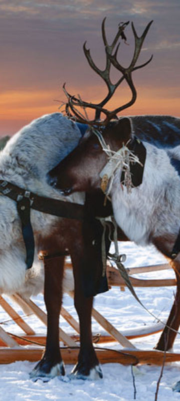 finland lapland reindeer winter sun do