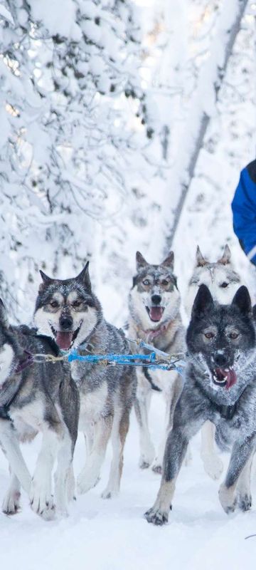 finland nellim husky sledding winter