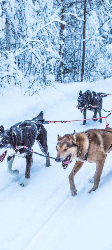 finnish lapland husky safari from beana laponia