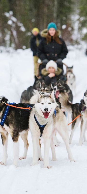 finnish lapland husky sledding adventure vf