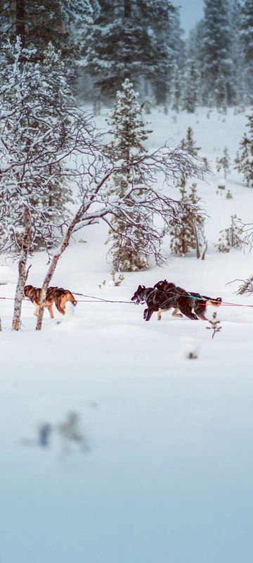 finnish lapland husky sledding at star arctic hotel