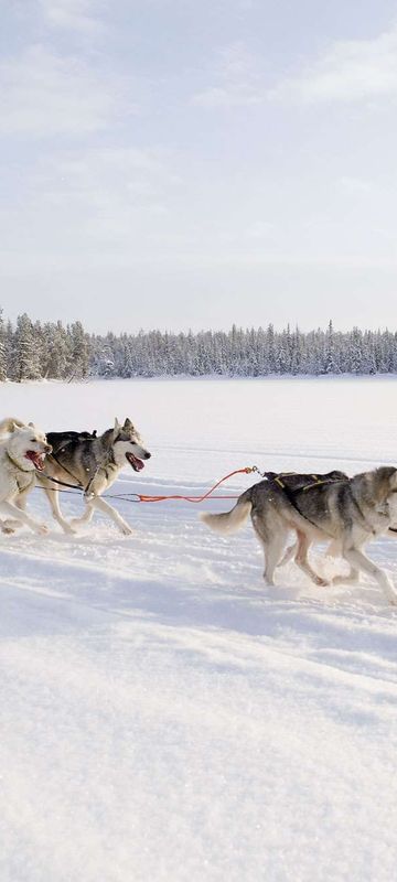 finnish lapland husky sledding vf