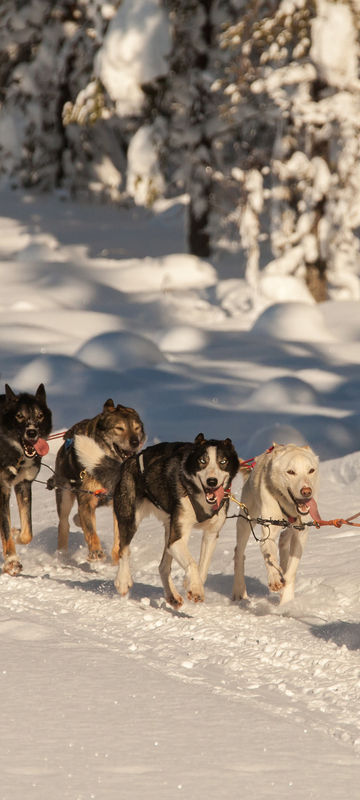 finnish lapland iso syote husky sledding