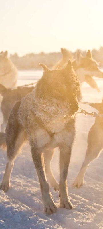 finnish lapland nellim husky sledding winter sun