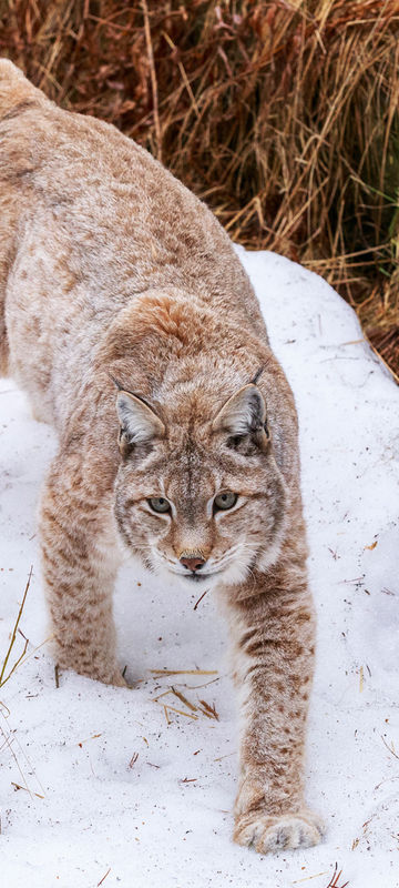 finnish lapland ranua lynx in snow rwp