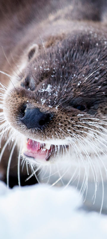 finnish lapland ranua otter face rwp