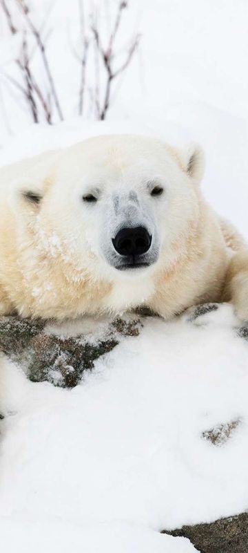 finnish lapland ranua wildlife park polar bear hello