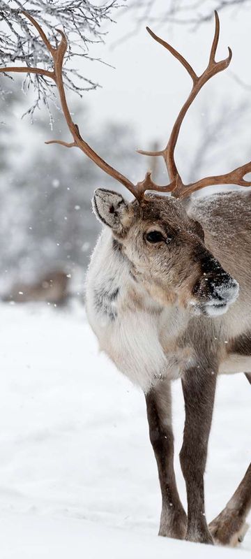 finnish lapland reindeer in inari landscape istk