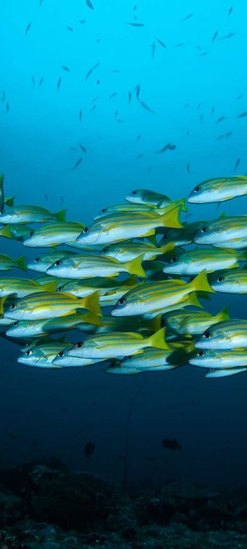 french polynesia rangiroa schoolfish istk