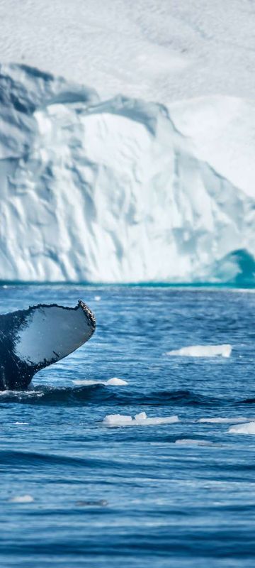 greenland disko bay humpback whale tail vg