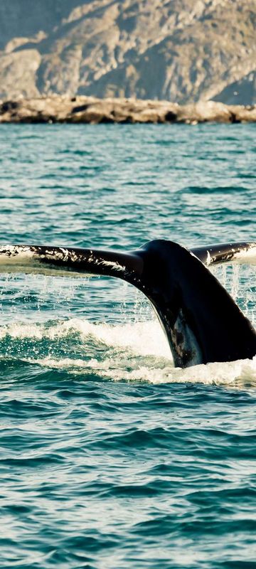 greenland humpback whale diving istk