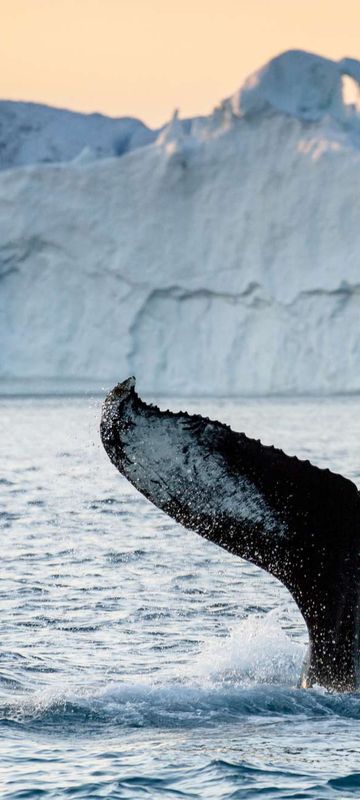 greenland humpback whale tail fin in front of iceberg vg