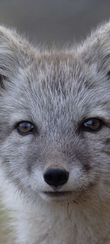 greenland wildlife arctic fox in summer vg