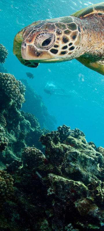 hawaii hawksbill turtle istk