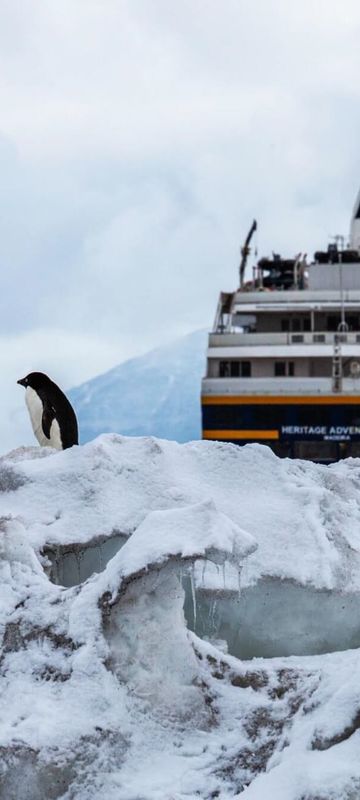 heritage adventurer cape adare penguins 2000x1333 Compressed