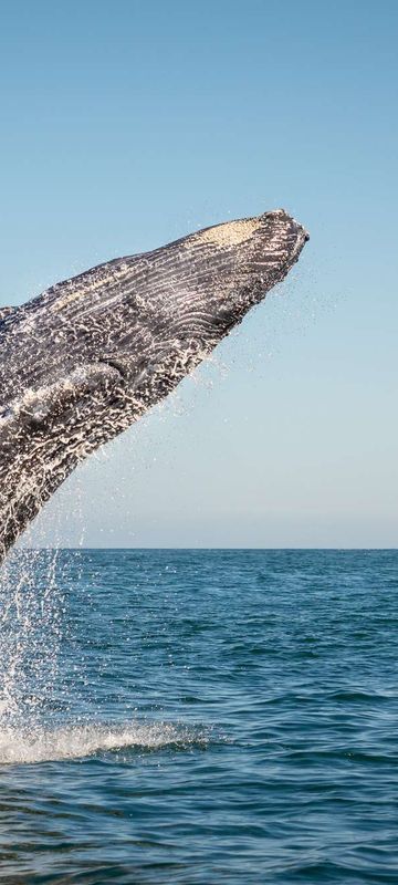 humpback whale breaching istk