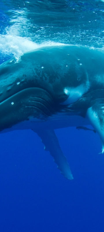 humpback whale underwater blog